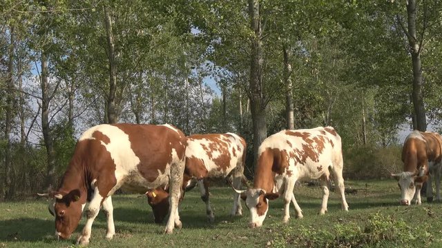 Catlle Cows Graze In The Meadow 