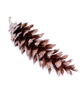 Long Sugar Pine Cone With Resin, Pinus Lambertiana, Isolated On White Background