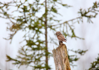 european pygmy owl