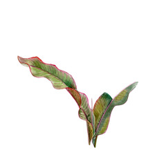 Green leaves. Tropical plant banana leaf. Watercolor drawing. Hand drawn floral.