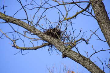 Nests of crows on high branches of trees. Late fall. Nests of birds.