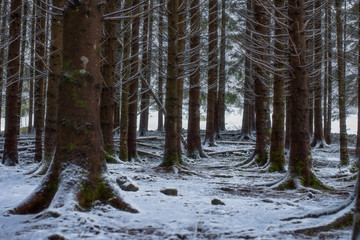 forêt sous la neige 