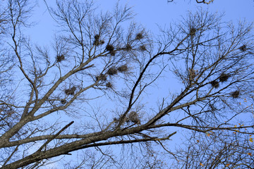 Nests of crows on high branches of trees. Late fall. Nests of birds.
