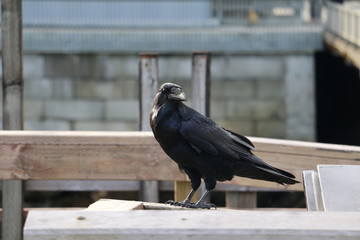Cuervo negro