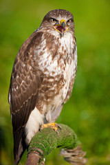Common Buzzard (Buteo buteo)