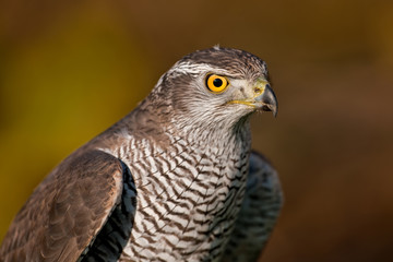Northern Goshawk (Accipiter gentilis)