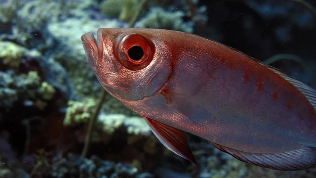 Crescent-tail bigeye (Priacanthus hamrur) portrait, showing one large eye, WAKATOBI, Indonesia, slow motion