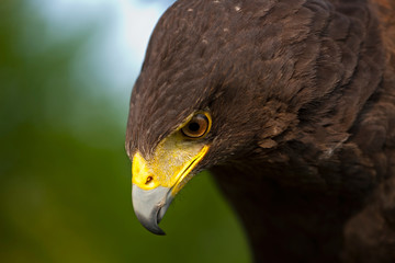 Harris's Hawk or Harris Hawk (Parabuteo unicinctus)