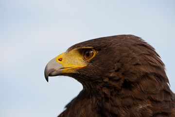 Fototapeta premium Harris's Hawk or Harris Hawk (Parabuteo unicinctus)
