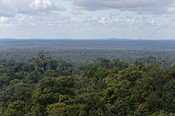 la forêt amazonienne, poumon de la terre à sauvegarder, Guyane française