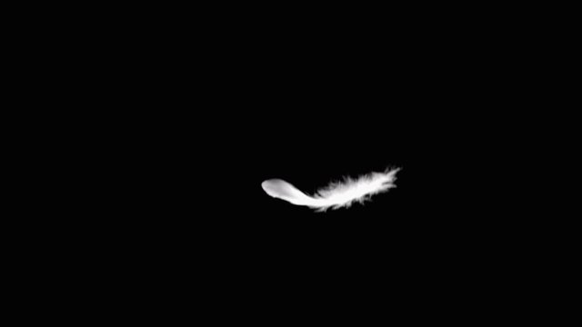 Falling feathers on black background