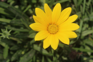 Flor amarilla 