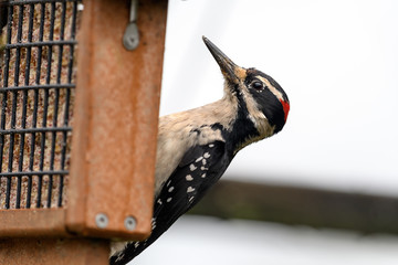 Downy woodpecker (Dryobates pubescens) picking from a bird feeder