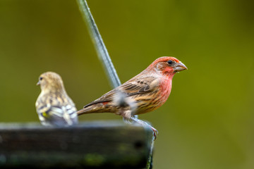 House Finch (Carpodacus mexicanus) picking from a bird feeder