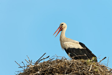 White stork nestle on the top of the chimney (Ciconia ciconia)
