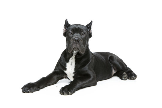 beautiful cane corso puppy
