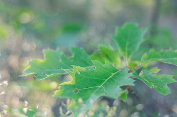 Summer background of green oak leaves