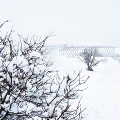 Schnee im Weingarten im Burgenland