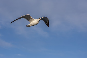 seagull