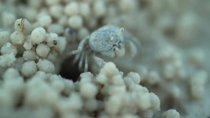 Macro shot of pretty sand crab making balls of sand in its mouth and moving them with its claws onto the surrounding area.