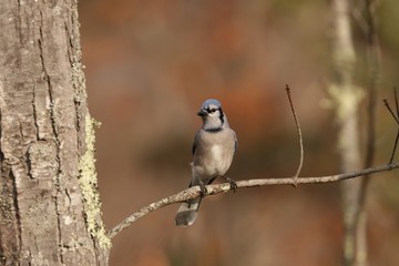 Bluejay 3