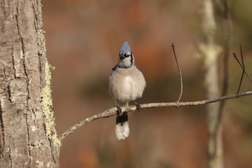 Bluejay 2