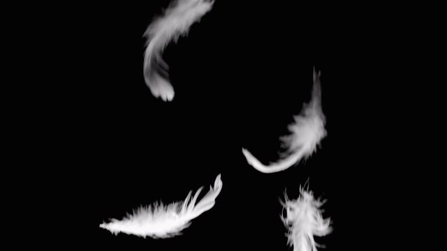 White feathers falling down on black background