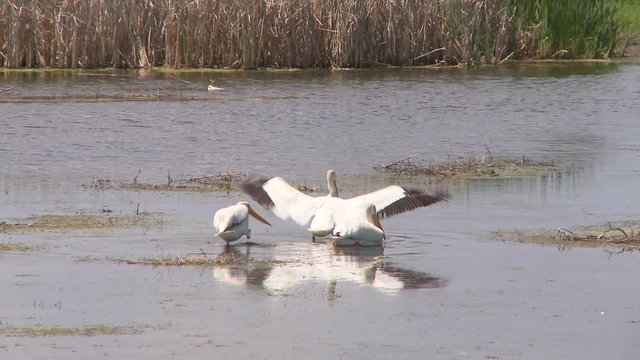 Pelicans