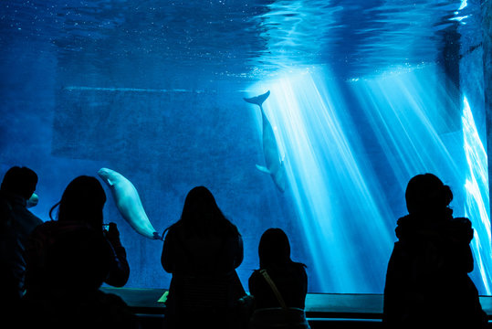 スナメリ 水族館