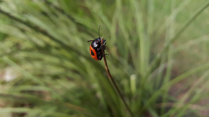 MacroLadybug