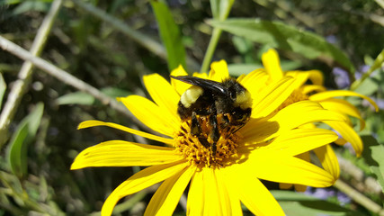 MacroBee&Flower8