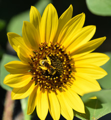 Bee & Sunflower Macro