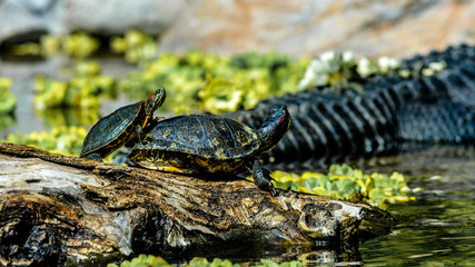 Zwei Wasserschildkröten baden im Sonnenschein.