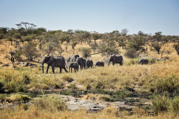 Fototapeta premium Serengeti National Park Elephants