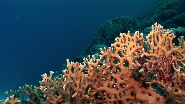 Coral underwater of Red sea. Bright marine nature on background of beautiful lagoon.