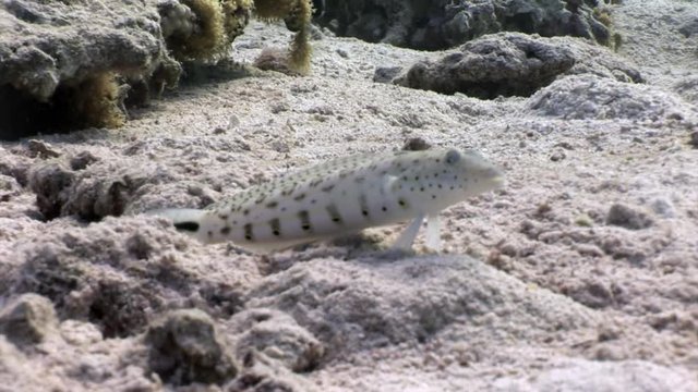 Speckled Sandperch fish is sitting motionless on seabed underwater Red sea. Relax video about Pinguipedidae in marine nature of Egypt.