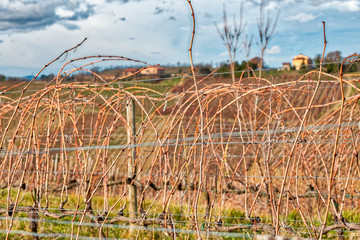 dried tendrils on wire