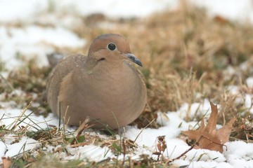Mourning Dove in Snow