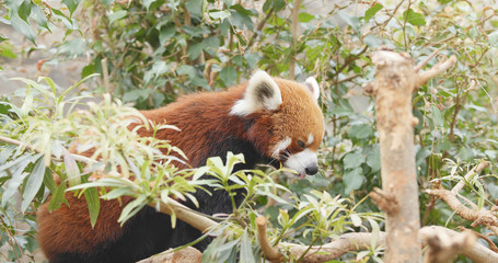 Red panda lying on tree bark