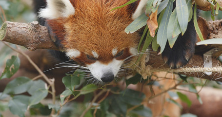 Red panda sleeping on tree