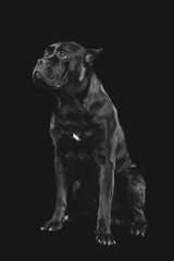 beautiful cane corso dog
