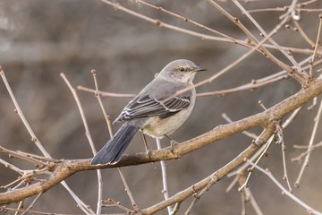 Mocking Bird 2