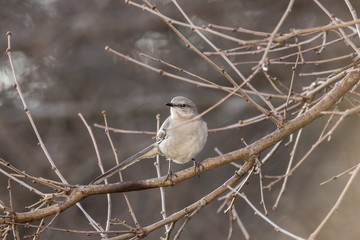 Mocking bird 1