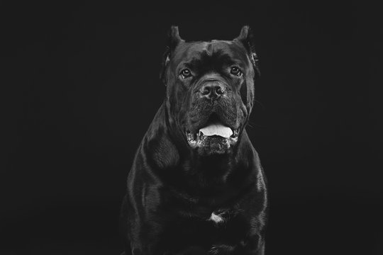 beautiful cane corso dog