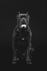 Obraz premium beautiful cane corso dog