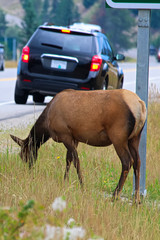 Obraz premium A female elk grazing extremely close to a busy highway