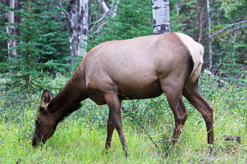 A female elk eating grass in the forest