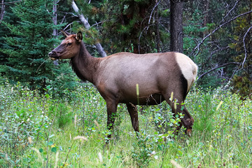 A female elk eating grass in the forest