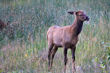 A young elk calf exploring in the grass