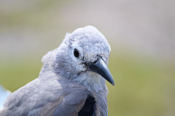 Closeup of a Clarks Nutcracker bird head